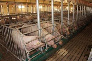 Для свиней на забой предусматриваются станки, между которыми выполняются коридоры по 2 м.