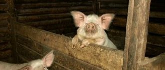 Свинарник необходим для разведения и откорма животных