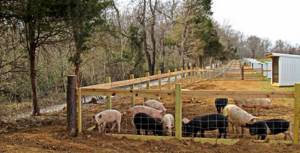 Свободный доступ свиней на выгульное пространство